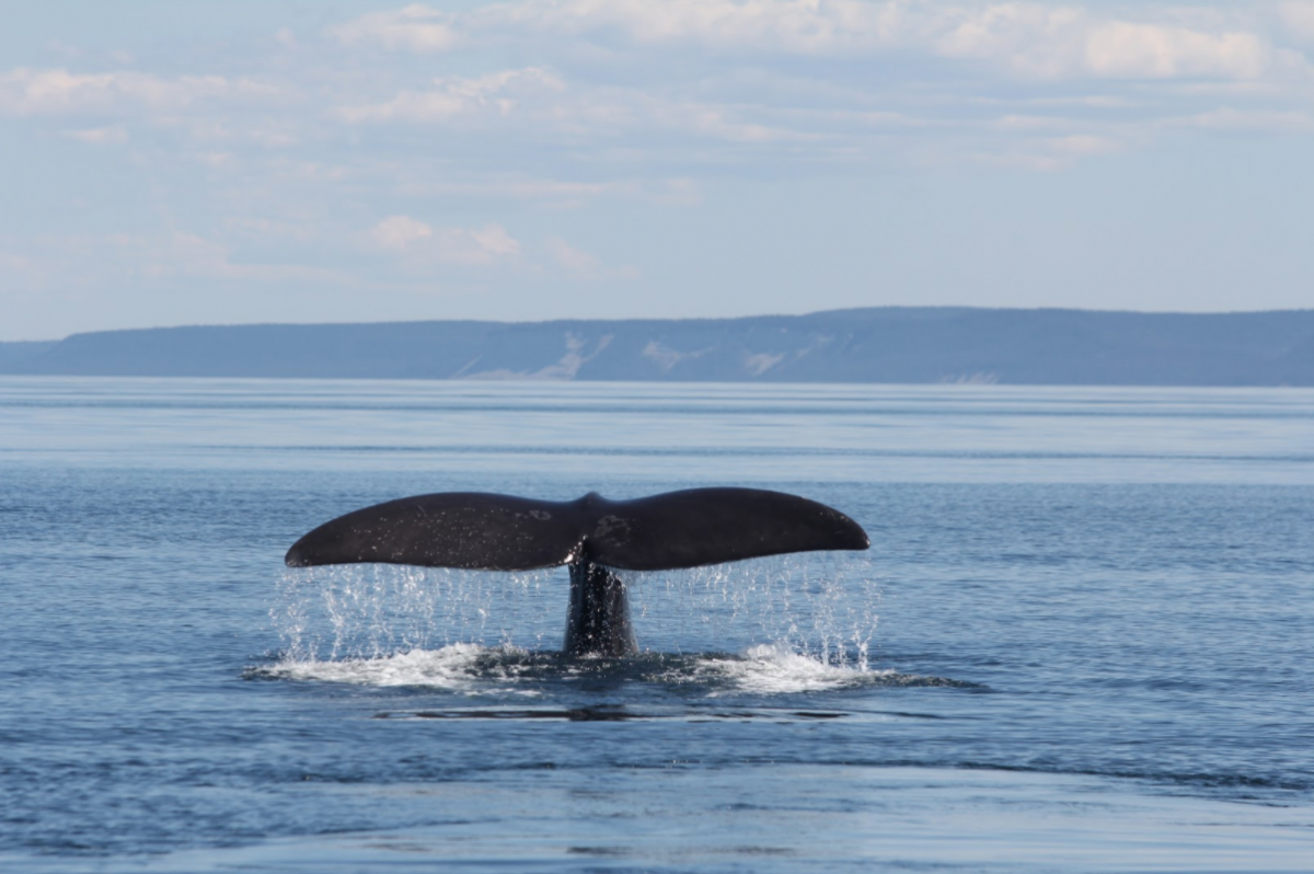 Fluke of right whale above ocean surface diving