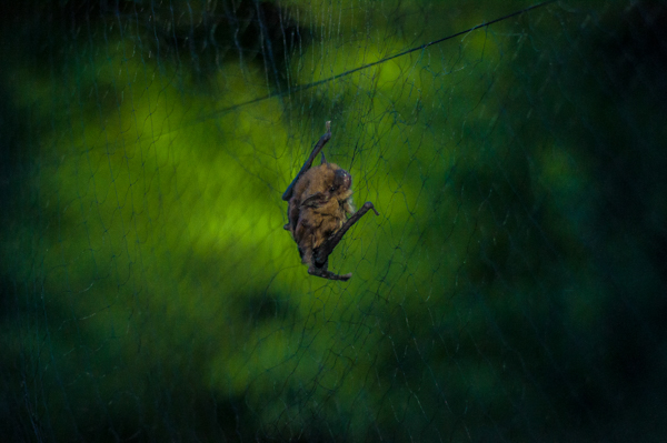 A big brown bat (Eptesicus fuscus) caught in a mist net, soon to be freed by Burton. Photo by Samantha Phillips