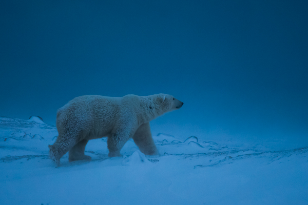 “Out to the ice!” Polar bears are the more well-known Arctic species of Churchill, Manitoba, that are affected by climate change. Photo by Don Gutoski