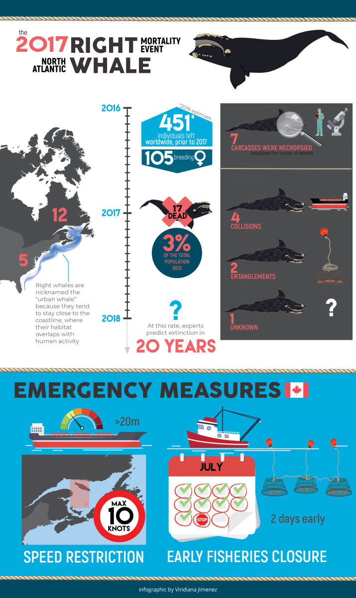 Causes of right whale mortality infographic