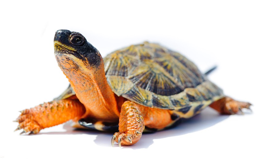 Photo of a Wood Turtle, considered a species at risk in Ontario.