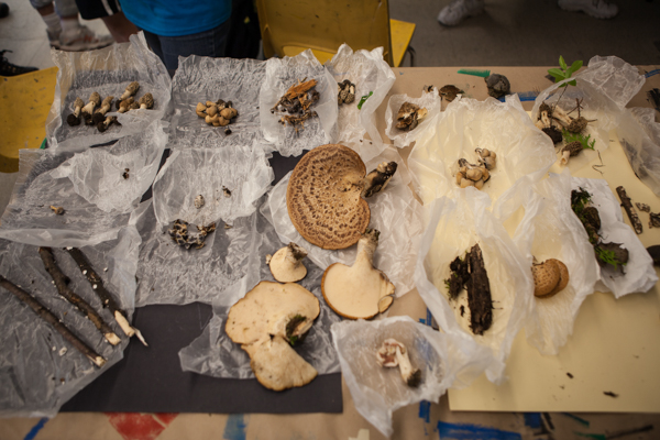 Fungi specimens collected during the 2014 Ontario BioBlitz are spread out over a table by species in order to catalog them all