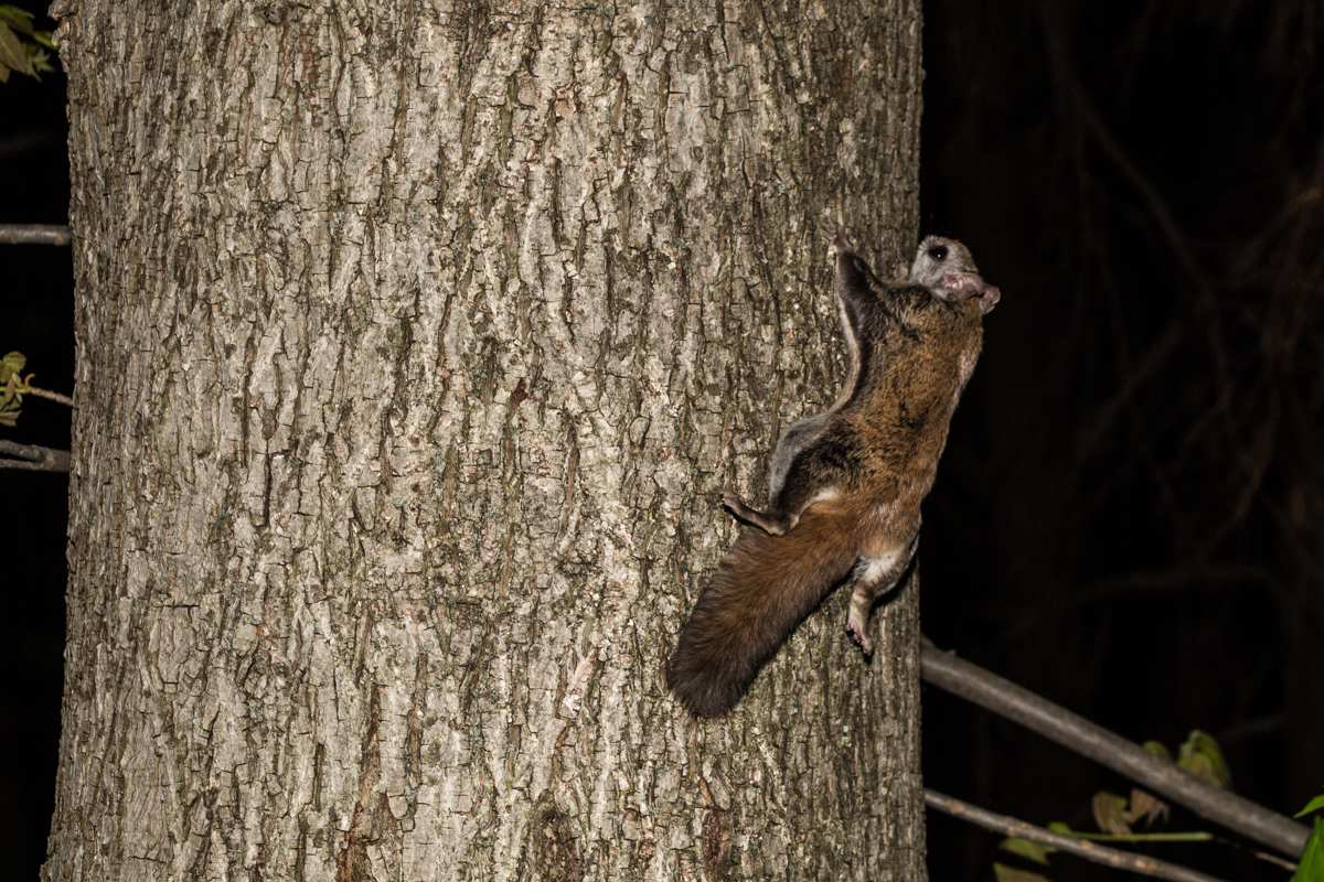 A flying squirrel clings to the side of a tree