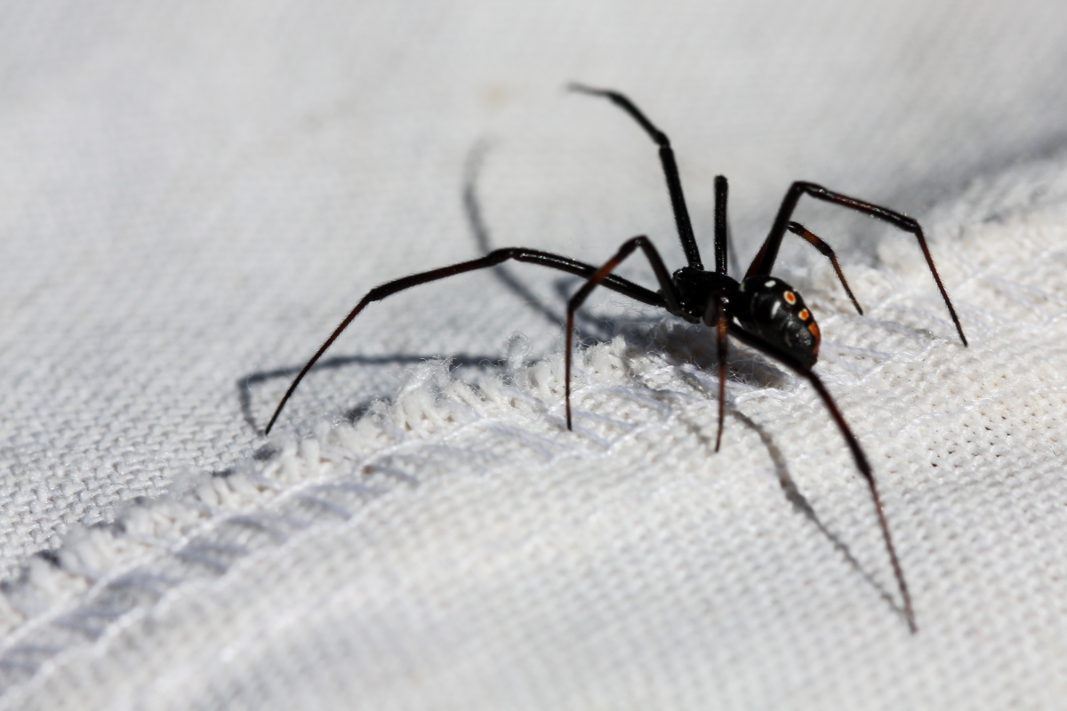 A black spider crawls across a canvas surface.