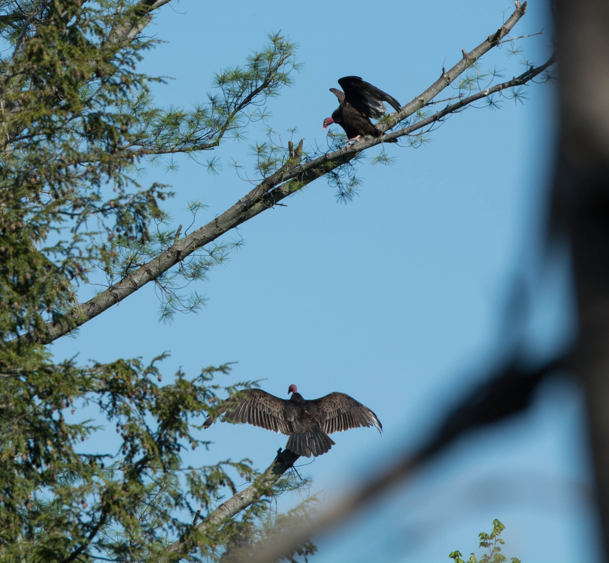 Two Turkey vultures spread their wings while perched near a tree top.