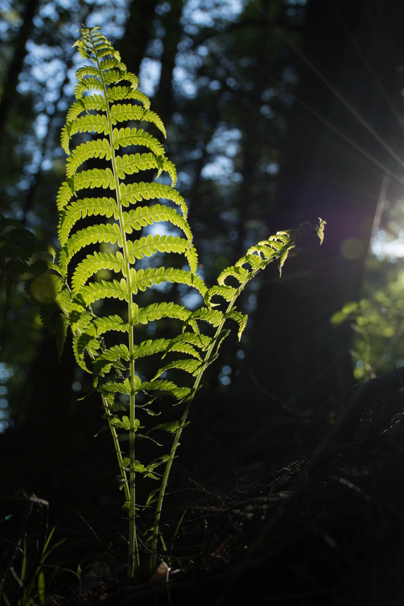 A large, brightly lit fern frond