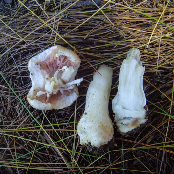 wild button mushroom specimen found at the 2014 Ontario BioBlitz