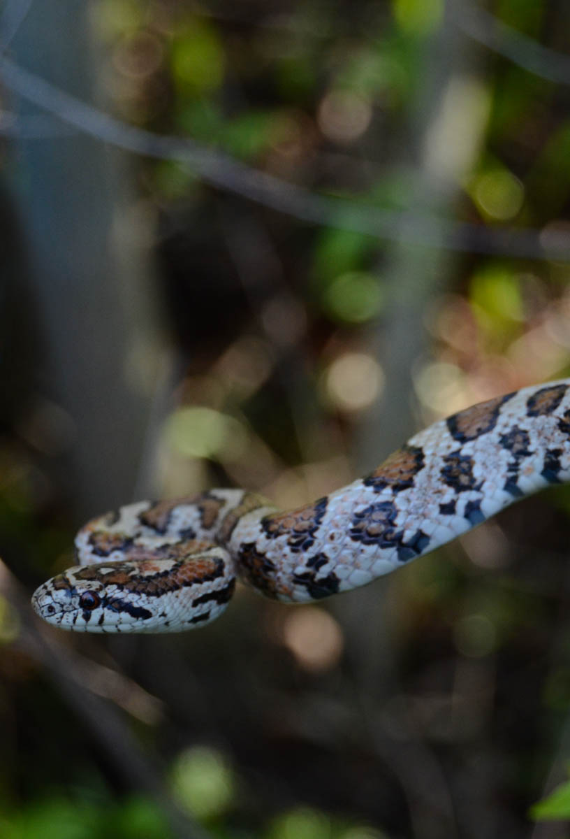 A close up image of the head and upper body of a pale snake with brown spots.