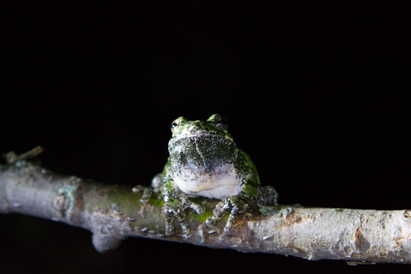 Gray treefrog (Hyla versicolor) on a tree branch during the 2015 Ontario Bioblitz. Photo by Sean de Francia