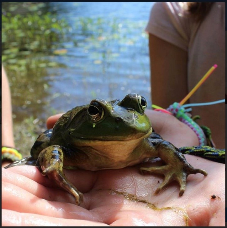 Photo of a frog in a hand.