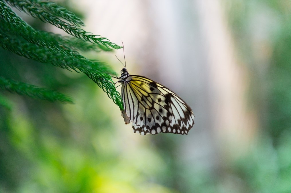 Butterfly resting on tree branch