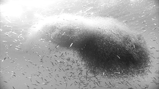Photo of krill swarm in black and white - how blue whale eyes see it. Image courtesy of Oliver Haddrath