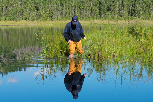 Don Stacey, ROM Wet Collections Technician searches for invertebrates in a marsh during the bioblitz. Photo by Adil Darvesh