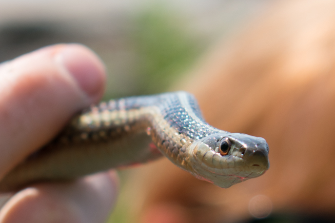 A closeup photo of a garter snake. Photo by Adil Darvesh