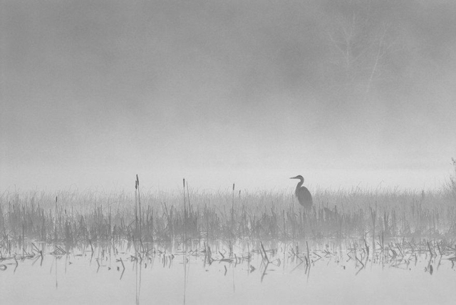 Great Blue Heron on a misty morning, Algonquin Park, Ontario. Photo by Peter Bowers