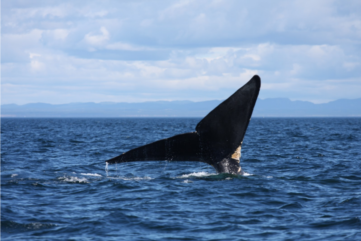 Right whale fluke protruding out of ocean surface as it dives