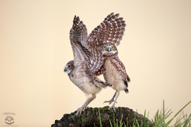 Burrowing owl fun, Cape Coral, Florida. Photo by Megan Lorenz