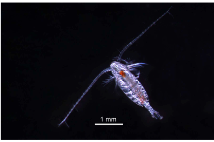 Microscopic 1 mm close up of a copepod, clear body against a black background