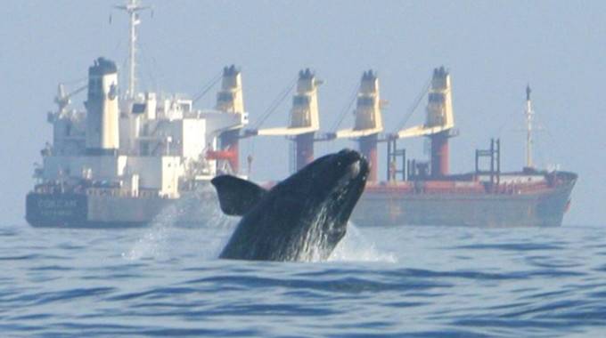 right whale head and fin breaking out above ocean surface, large cargo ship in background