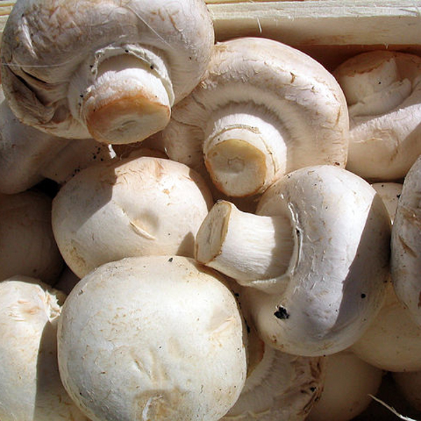 a closeup of white button mushrooms grown commercially piled up together