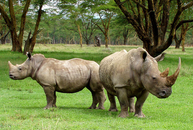 A pair of rhinoceros on a grassy plain.