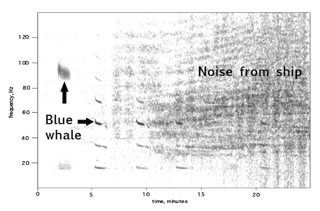 A spectrogram showing blue whale sounds masked by shipping noise. Image credit: Christopher Clark