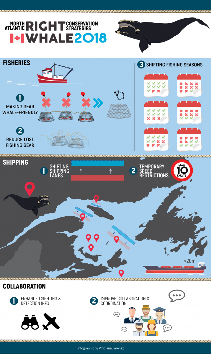 2018 right whale conservation strategies infographic