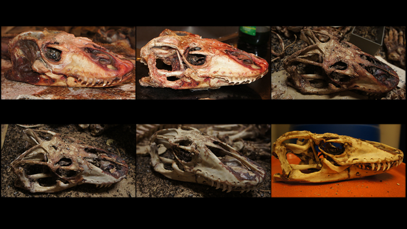 The Komodo Dragon Skull at various stages in the Bug Room
