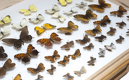 tray of butterflies