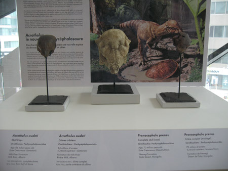 Acrotholus fossils on display at the ROM