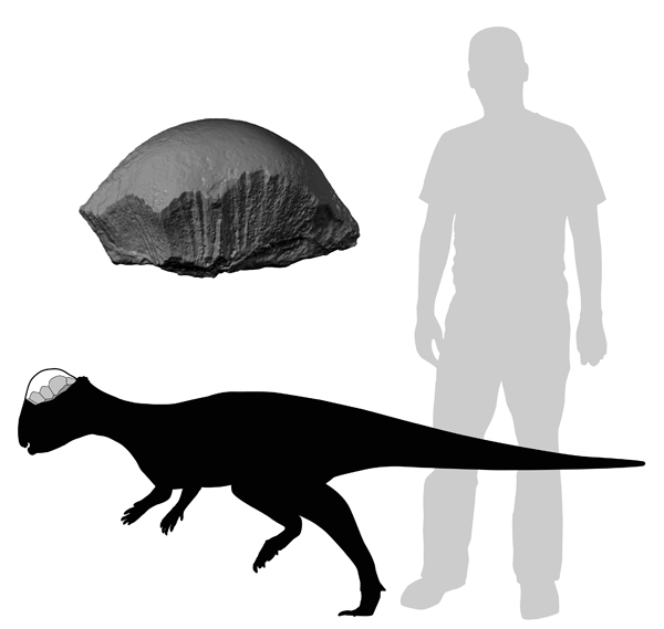 Acrotholus relative to size of humans. Illustration © ROM 