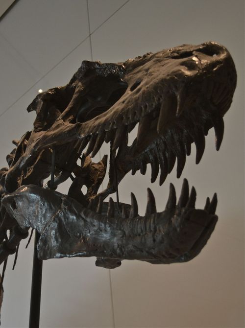 Albertasaurus skull on display at the ROM.