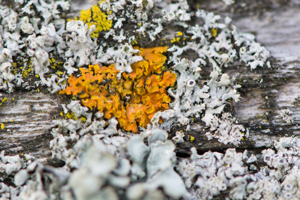 The bright colour of Xanthoria parietina shines like the sun amongst the common greys and muted greens of other lichens. Photo by Austin Miller