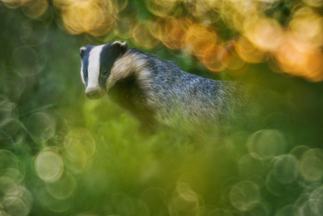 Photo of a badger 