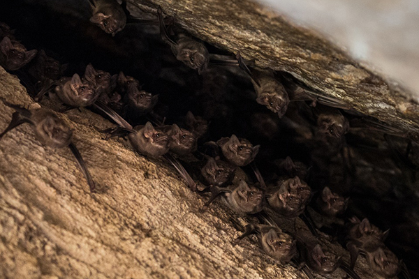 Black-bearded tomb bats (Taphazous melanopogon) staring down at us. One of several bat caves and rocky outcrops we encountered in Sri Lanka. Credit: Vincent Luk