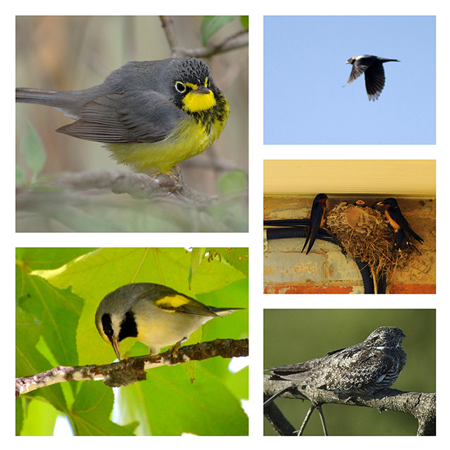 An collage of five different birds that are species-at-risk in Ontario.