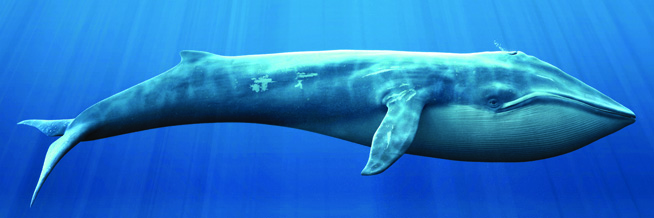 drawn picture of a blue whale