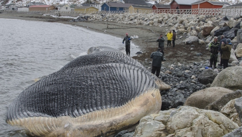 The ROM-lead team approaches the carcass of a dead blue whale lying near the town of Trout River, NL. | Image by Jacqueline Waters © Royal Ontario Museum