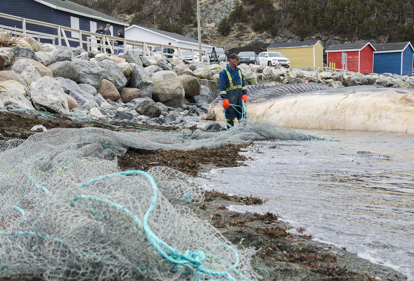 A man stands near the whale carcass holding a net.