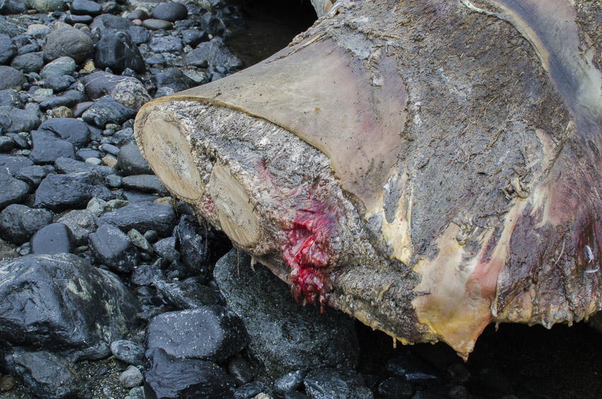 A close up shot of the stump where the animals right flipper has been sawed off.