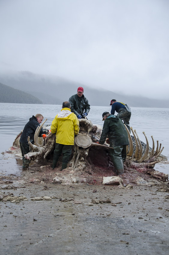 Five people in rain suits work on the whale carcass in the rain.