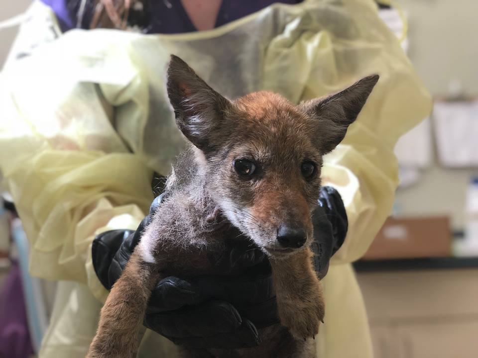 Toronto Wildlife Centre staff holding a sick coyote pup
