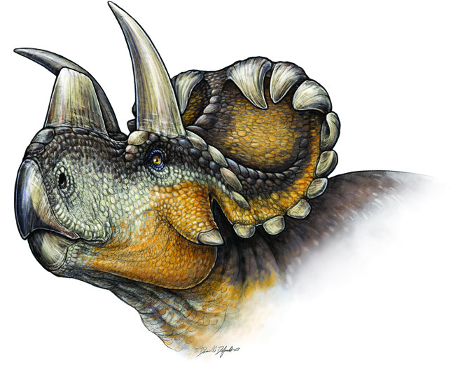 An artist's rendition of the Wendiceratops facial details