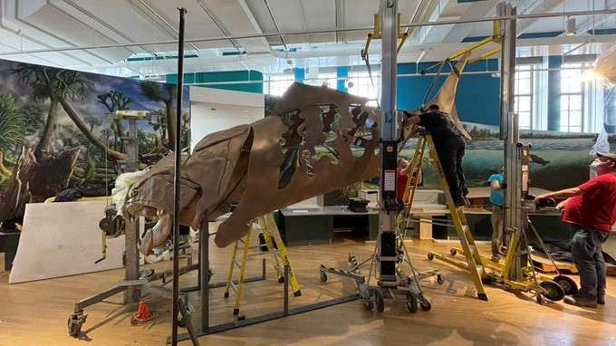 Installation in the Willner Madge Gallery, Dawn of Life, of the giant fish model of Dunkleosteus. © ROM