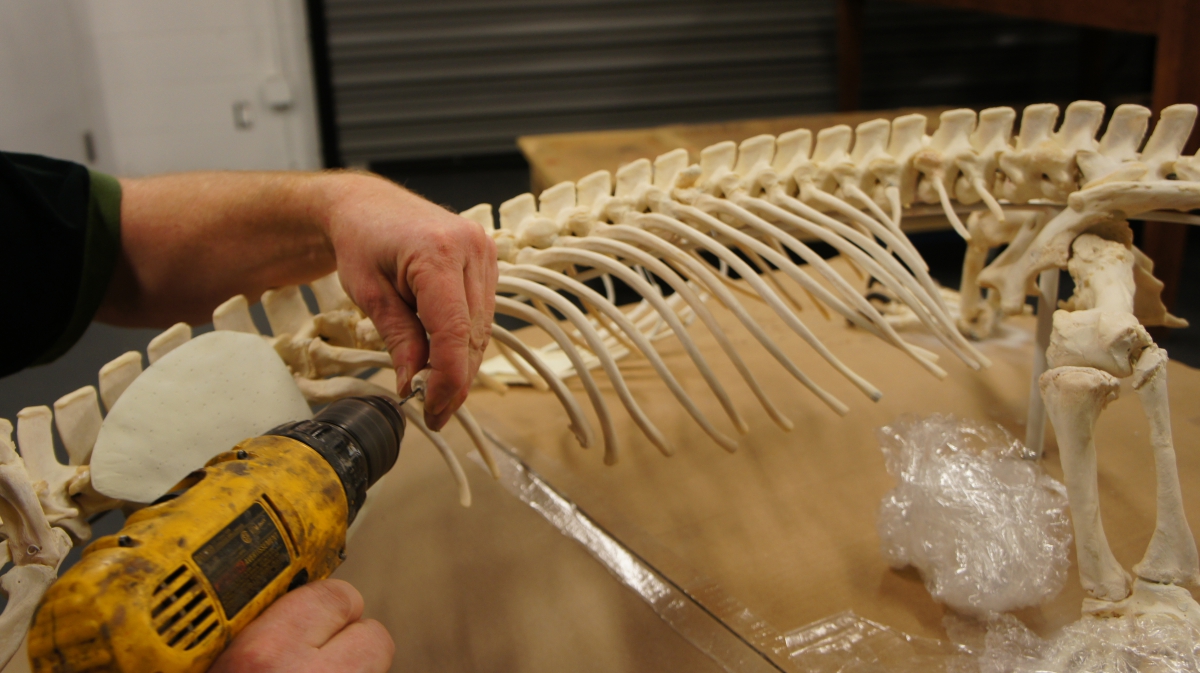 A drill is used to prepare the ribs for attachment to the sternum
