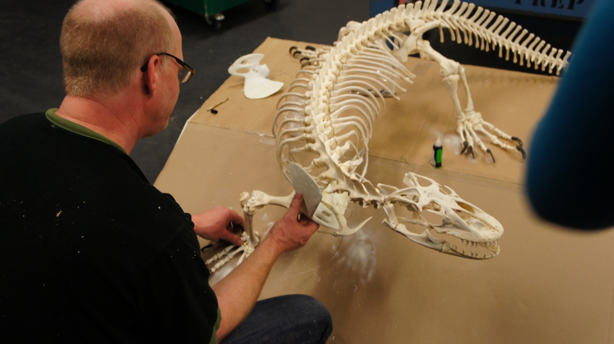 A taxidermist stands in front of the nearly complete Komodo Dragon skeleton