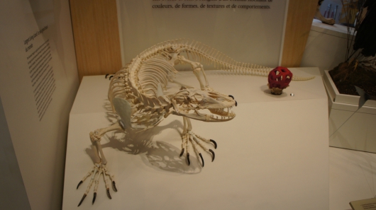 A real Komodo Dragon Skeleton on display in the Schad Gallery