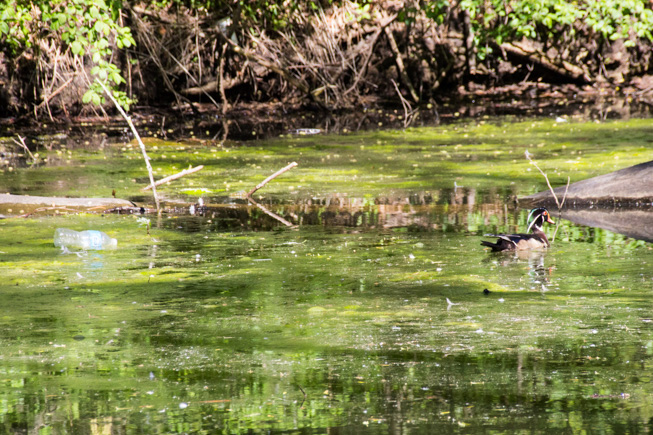 A male wood duck floats alongside a plastic water bottle in Toronto’s High Park. Photo credit: Cristina Bergman
