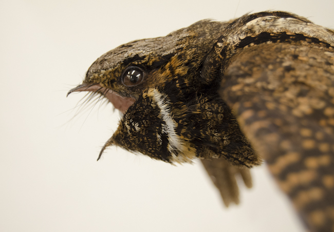 closeup of the face of an eastern whip-poor-will bird, a type of nocturnal bird related to nightjars
