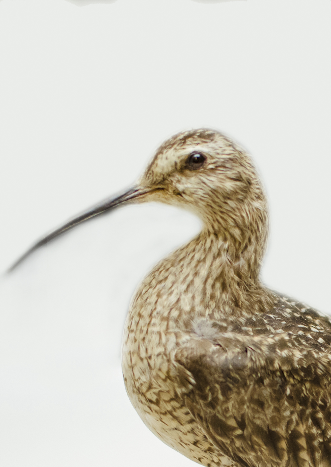 closeup of an eskimo curlew, an extinct shorebird with a long, curved beak, similar to a sandpiper